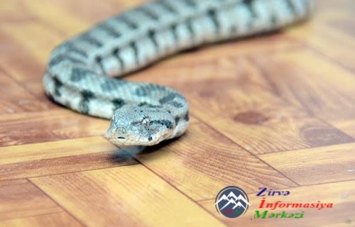 AMEA Zoologiya İnstitutunda herpetologiya sahəsində tədqiqatlar aparılır